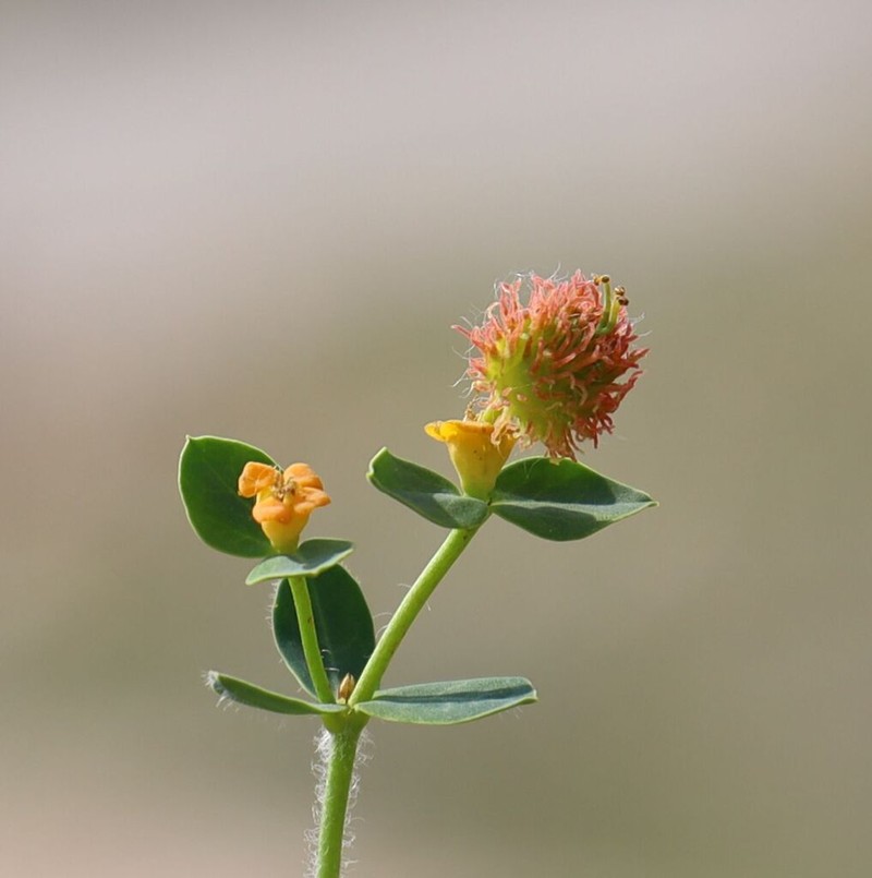 Euphorbia fragifera