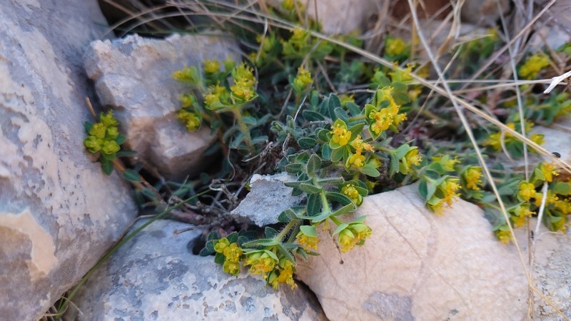 Euphorbia fragifera photo 2