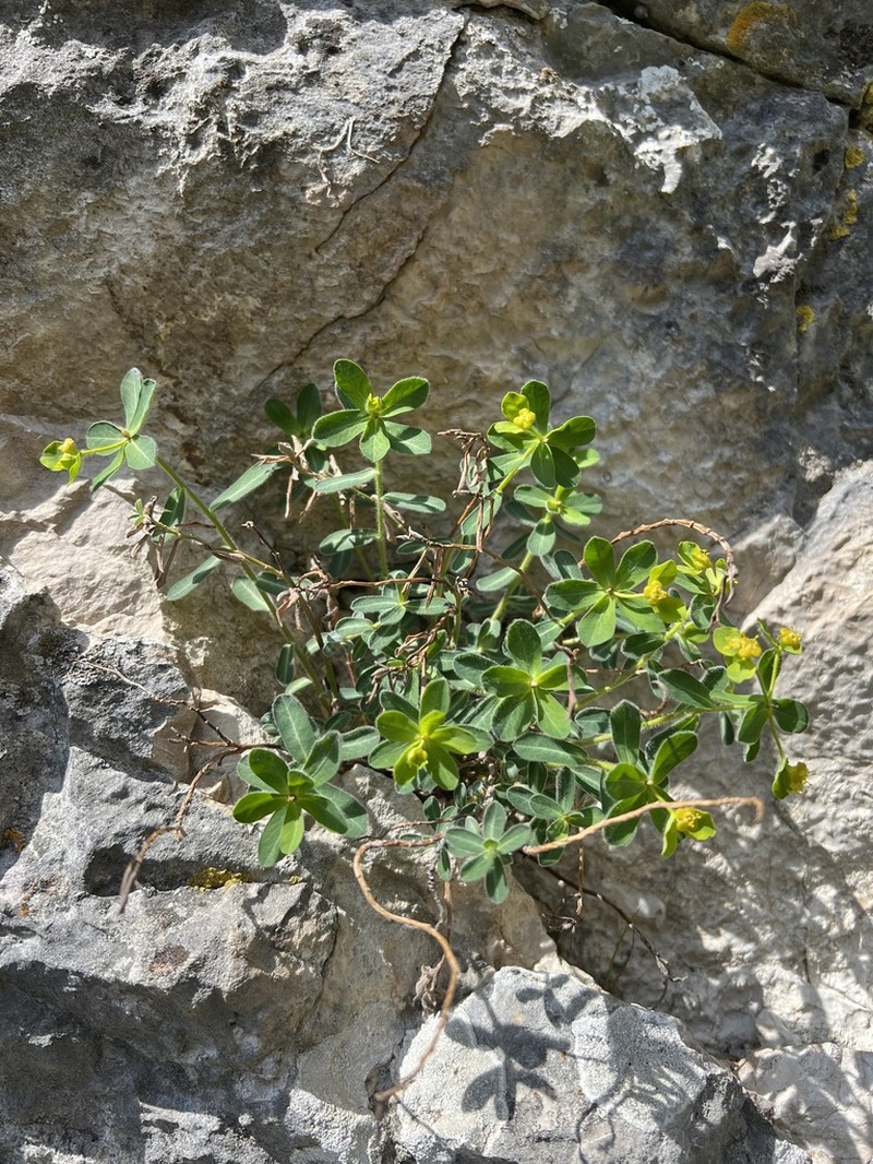 Euphorbia fragifera photo 4