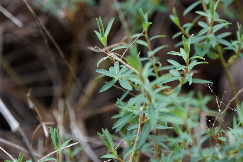 Euphorbia fragifera photo 5
