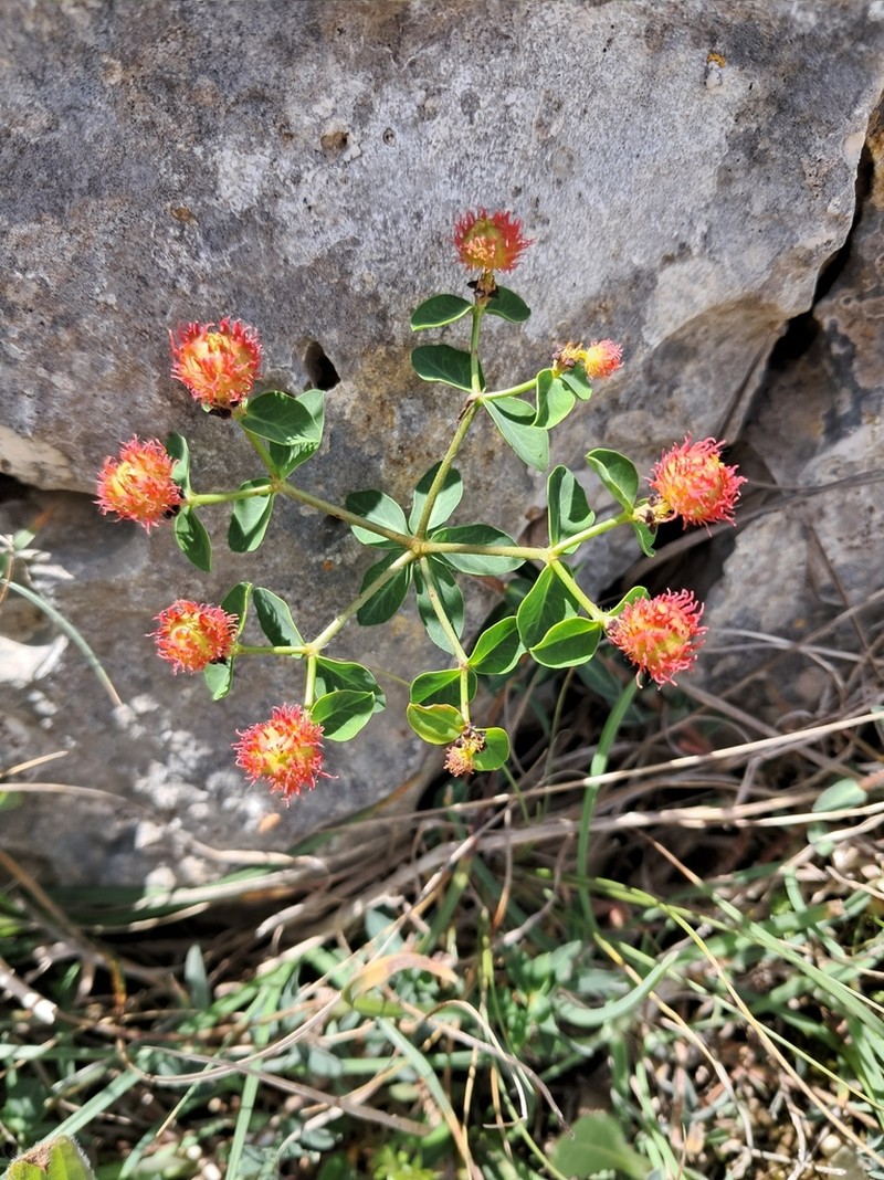 Euphorbia fragifera photo 6