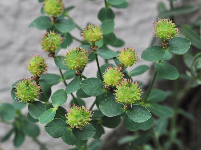 Euphorbia fragifera photo 7