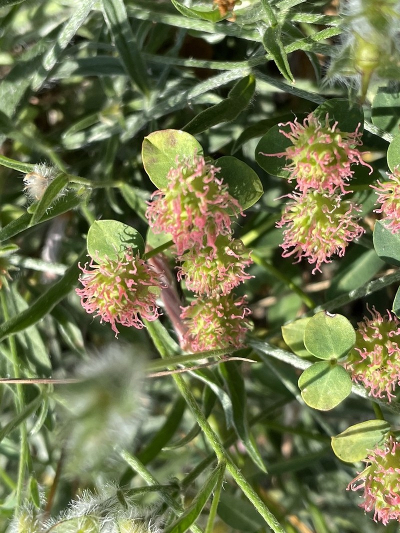 Euphorbia fragifera photo 8