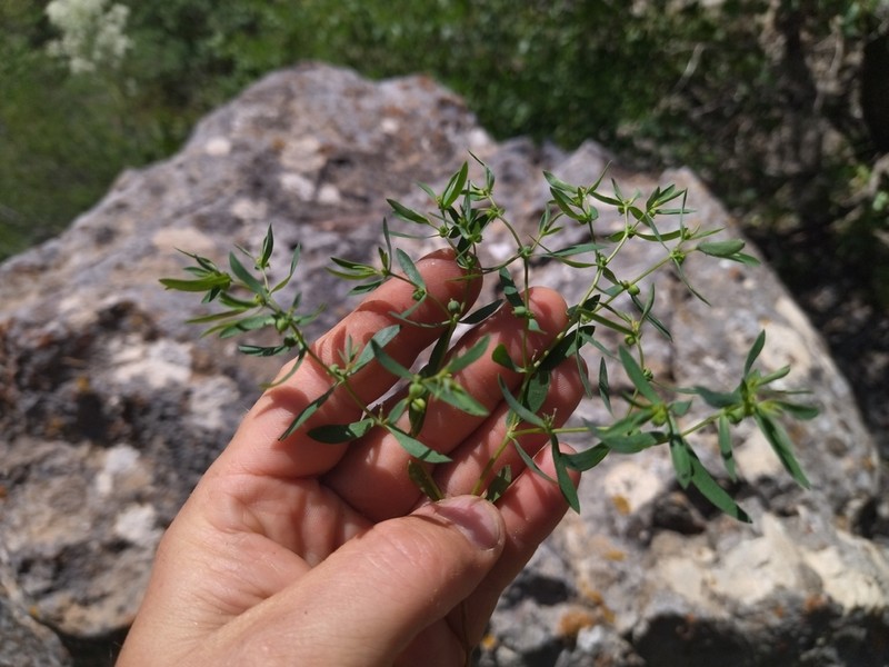 Euphorbia franchetii