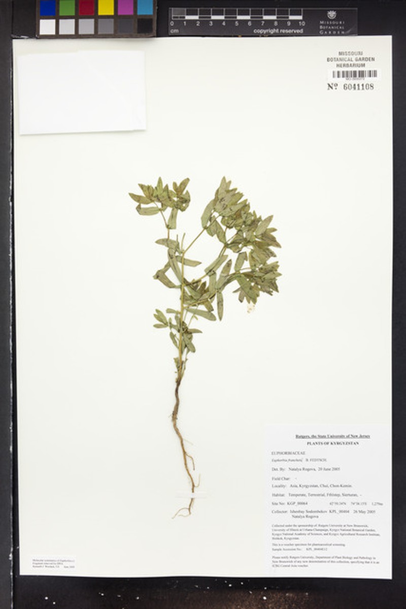 Euphorbia franchetii photo 2