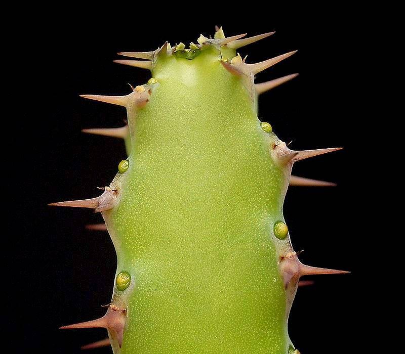 Euphorbia franckiana