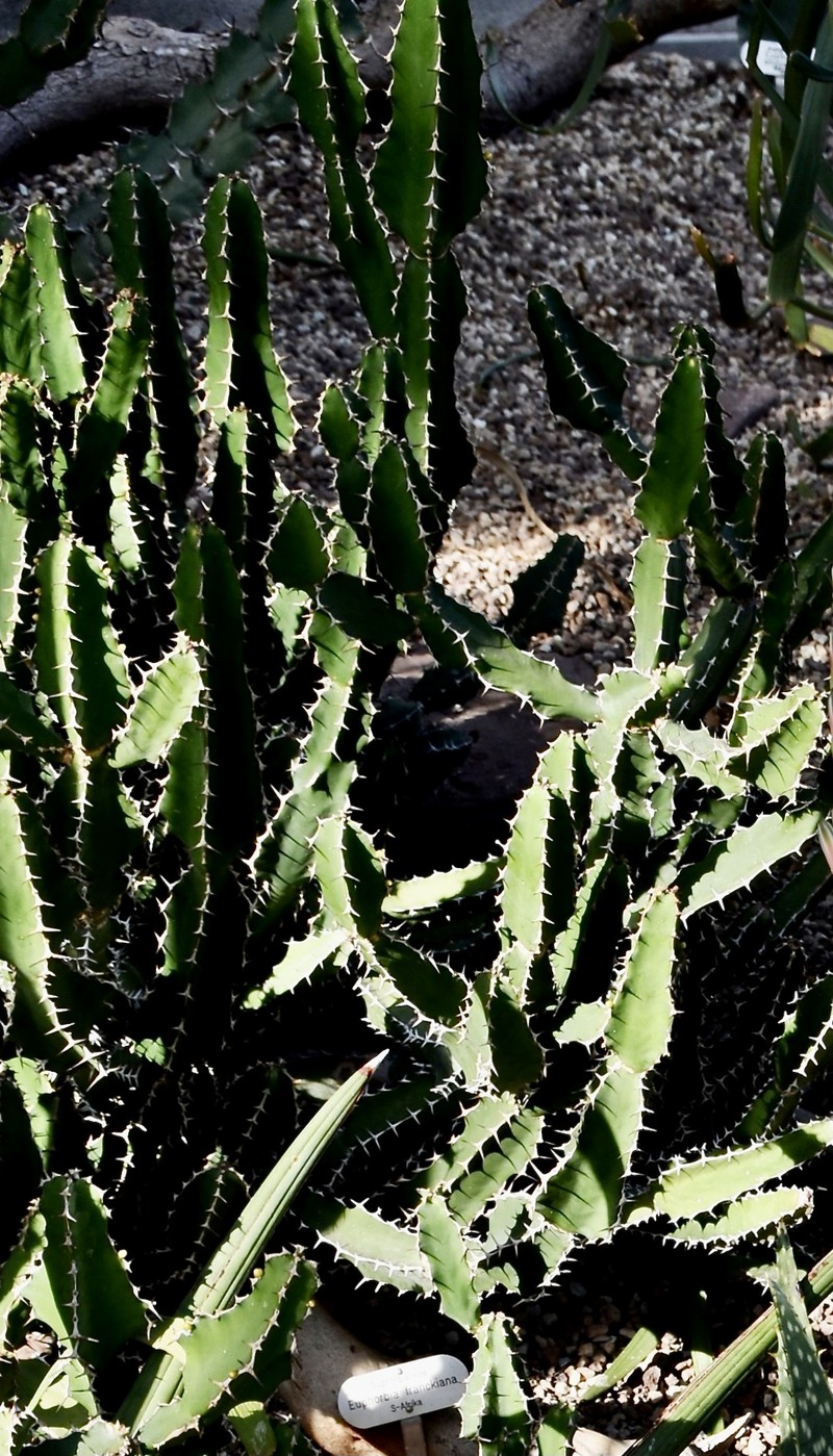 Euphorbia franckiana photo 2