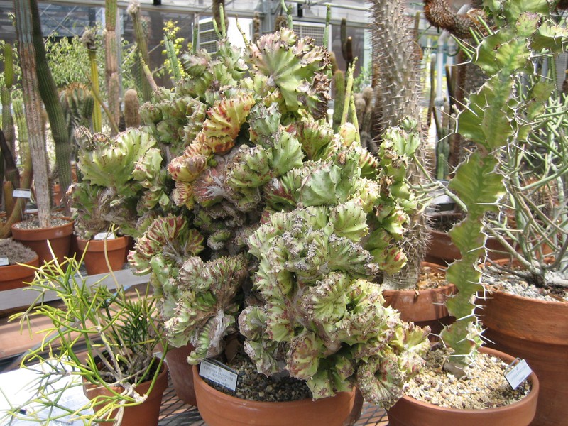 Euphorbia franckiana photo 3