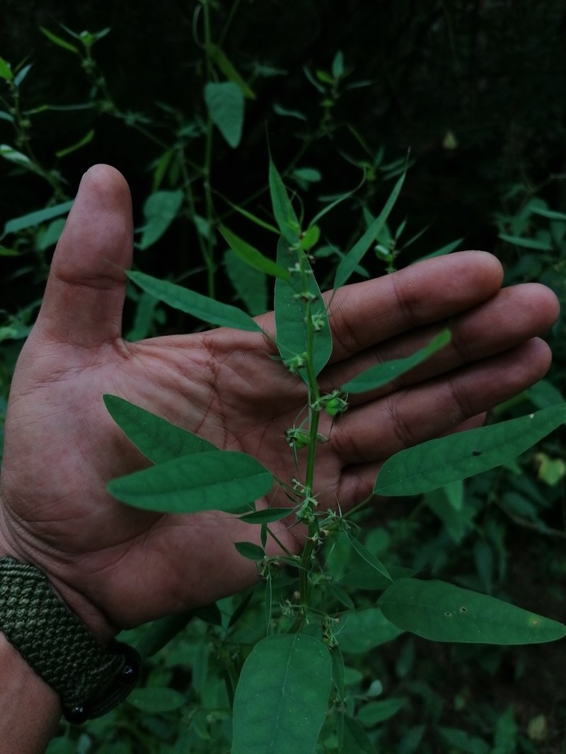 Euphorbia francoana