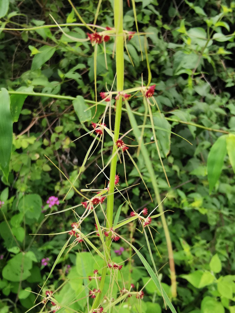 Euphorbia francoana photo 2
