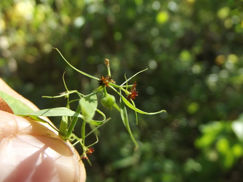 Euphorbia francoana photo 3