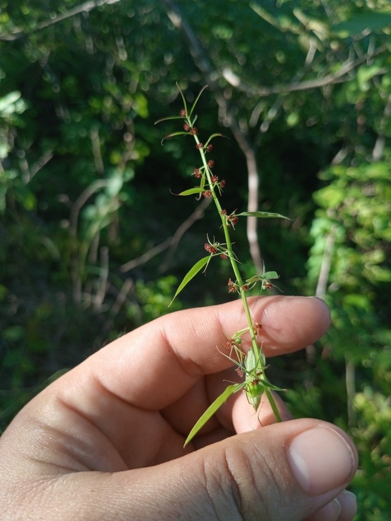 Euphorbia francoana photo 4