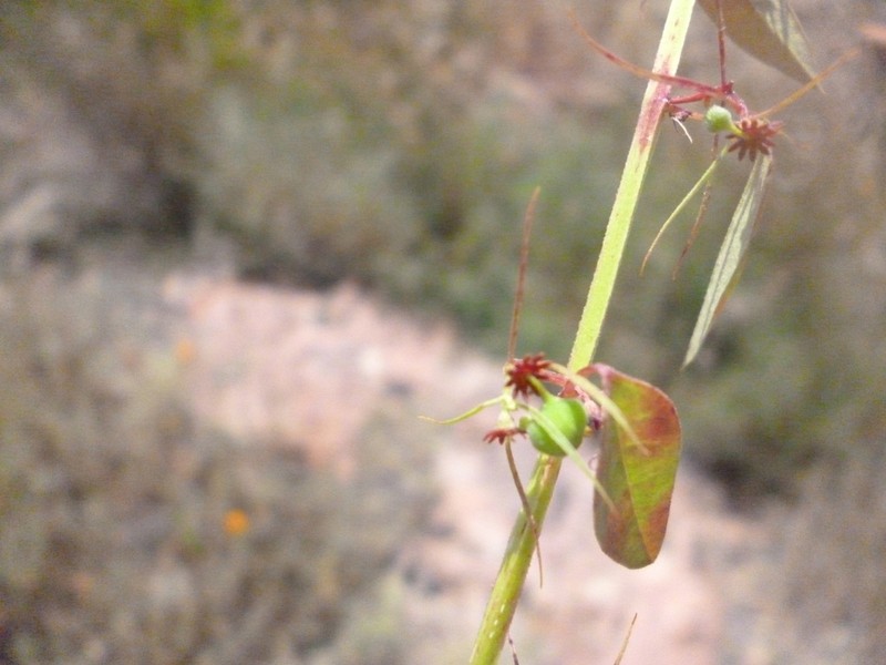 Euphorbia francoana photo 5