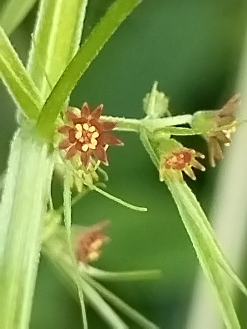 Euphorbia francoana photo 6