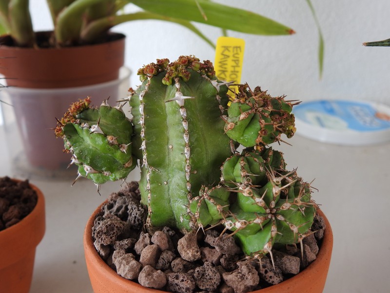 Euphorbia frankii