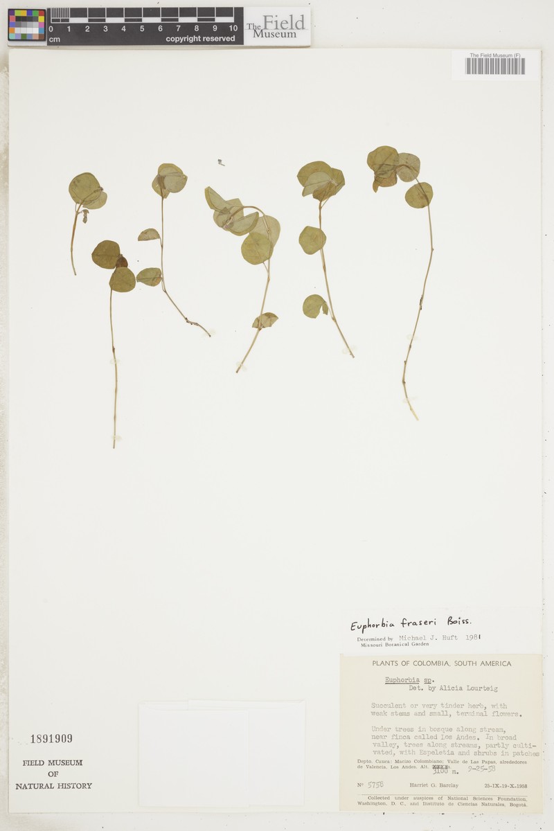 Euphorbia fraseri