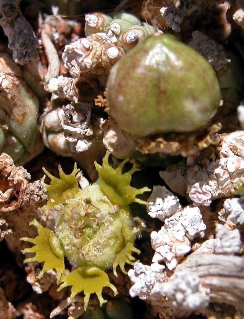 Euphorbia friedrichiae