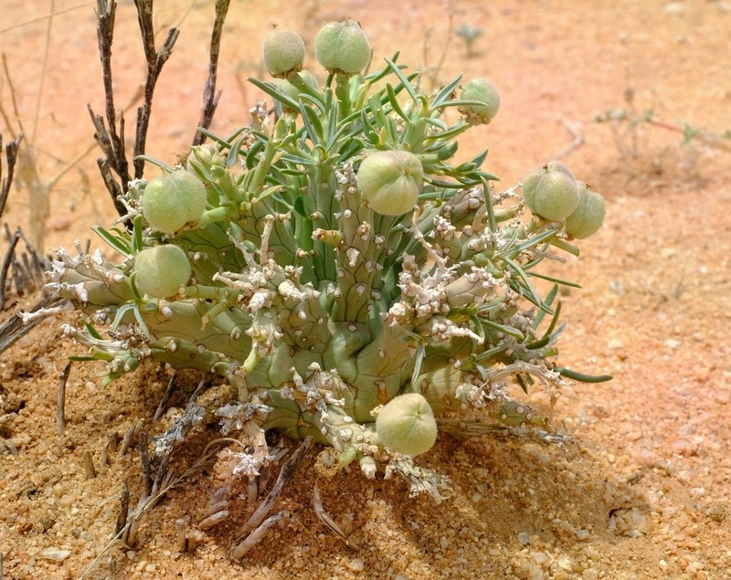 Euphorbia friedrichiae photo 2