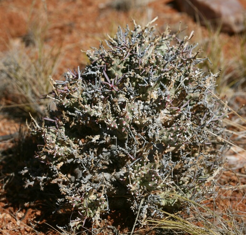 Euphorbia friedrichiae photo 3