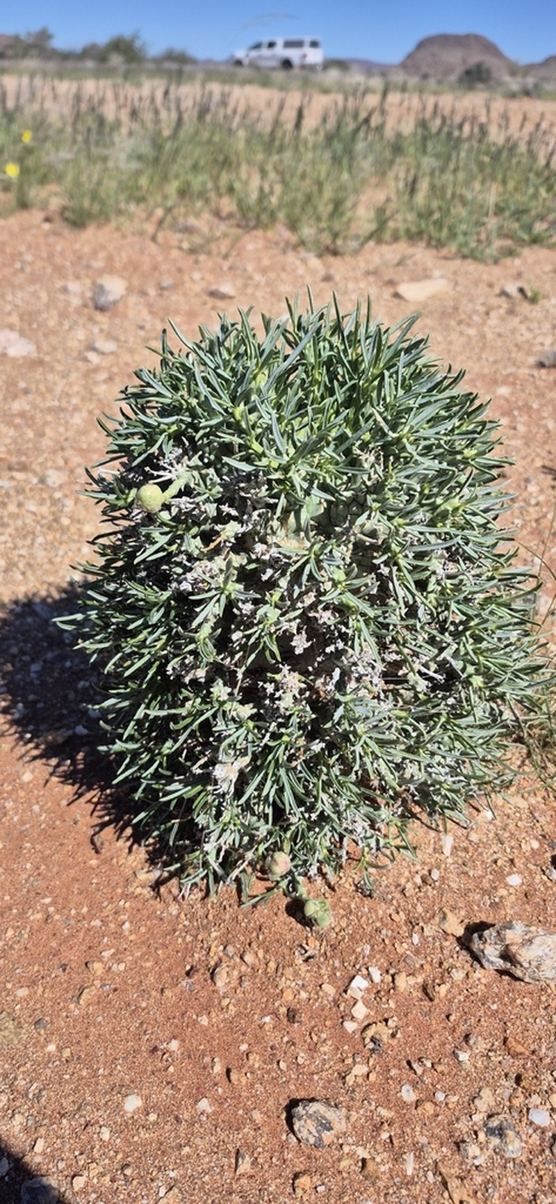 Euphorbia friedrichiae photo 4