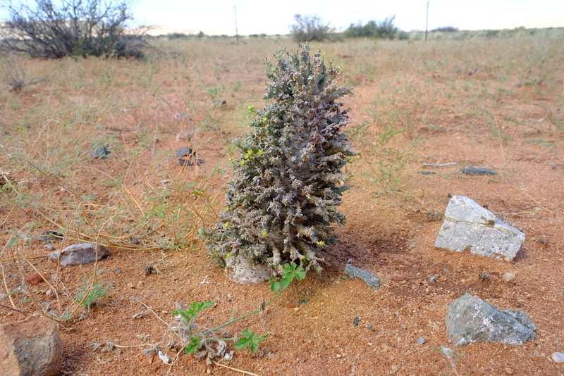 Euphorbia friedrichiae photo 5