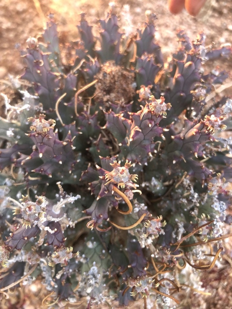 Euphorbia friedrichiae photo 7