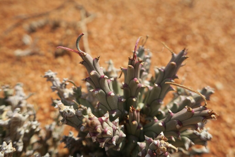 Euphorbia friedrichiae photo 8