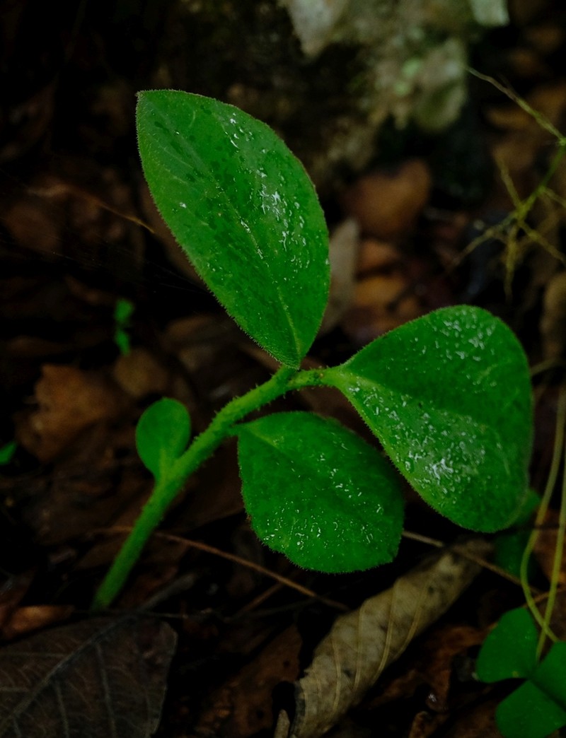 Euphorbia friesii