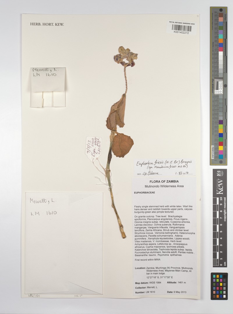 Euphorbia friesii photo 2