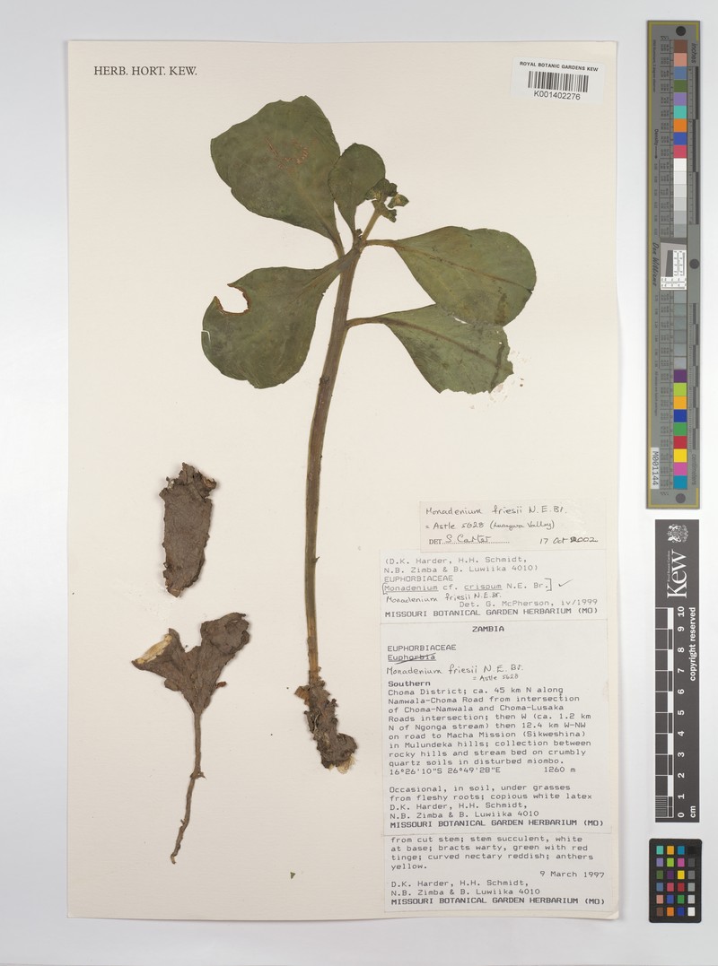 Euphorbia friesii photo 3