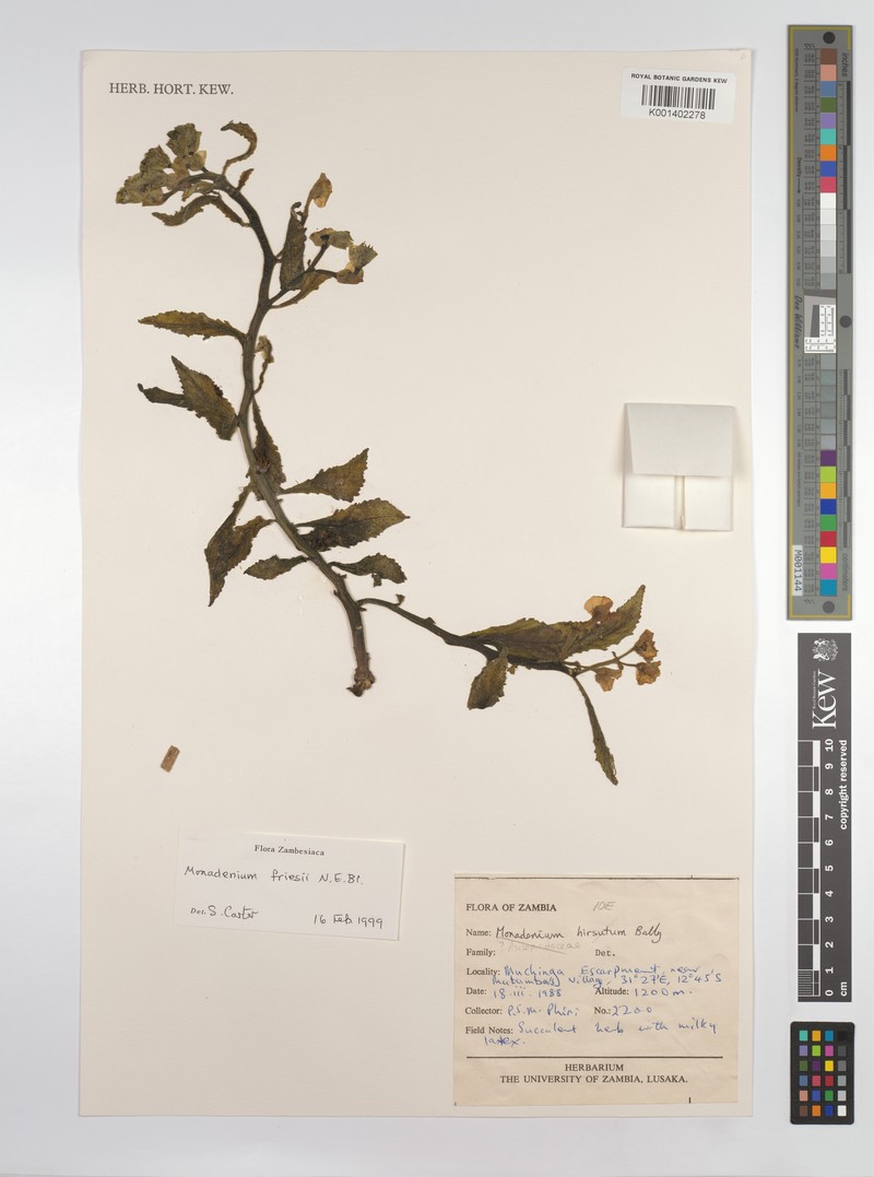 Euphorbia friesii photo 5