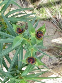 Euphorbia friesiorum