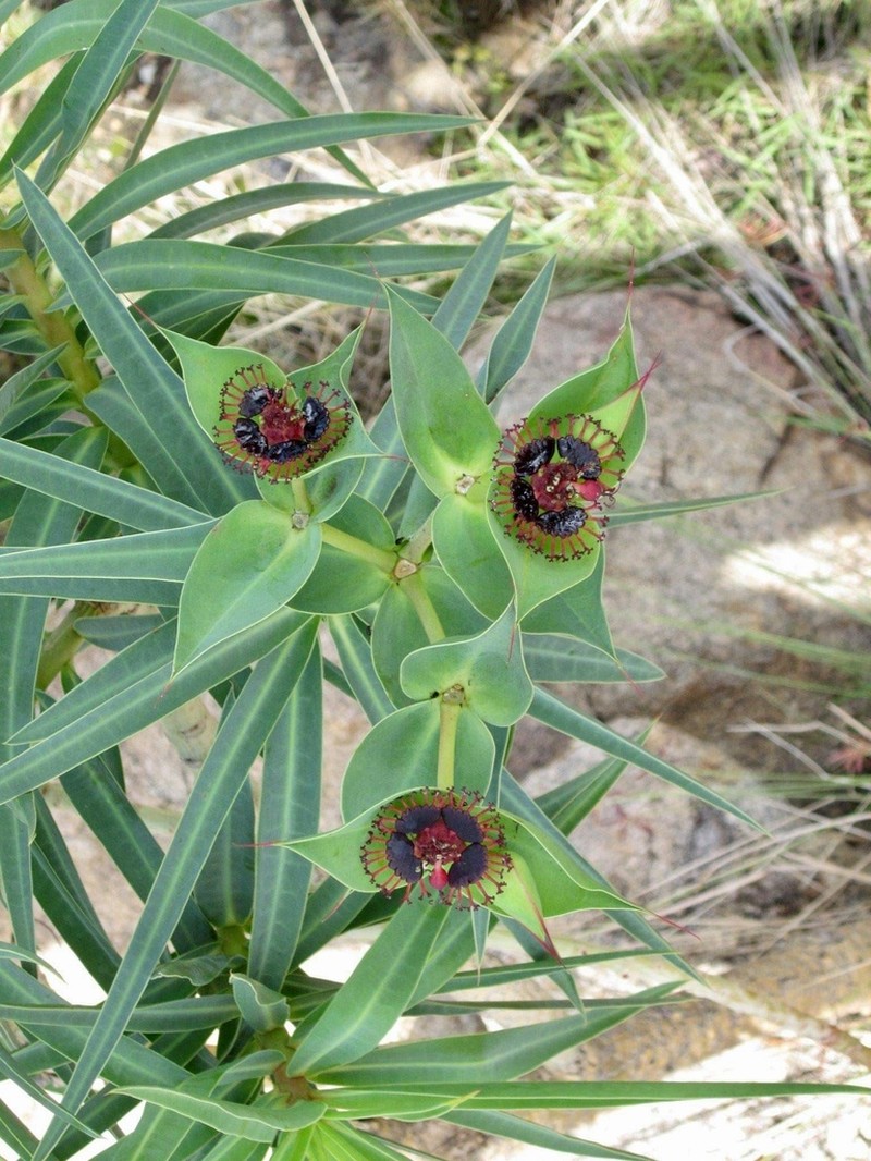 Euphorbia friesiorum