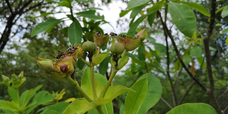 Euphorbia friesiorum photo 2