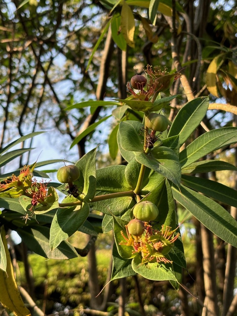 Euphorbia friesiorum photo 3