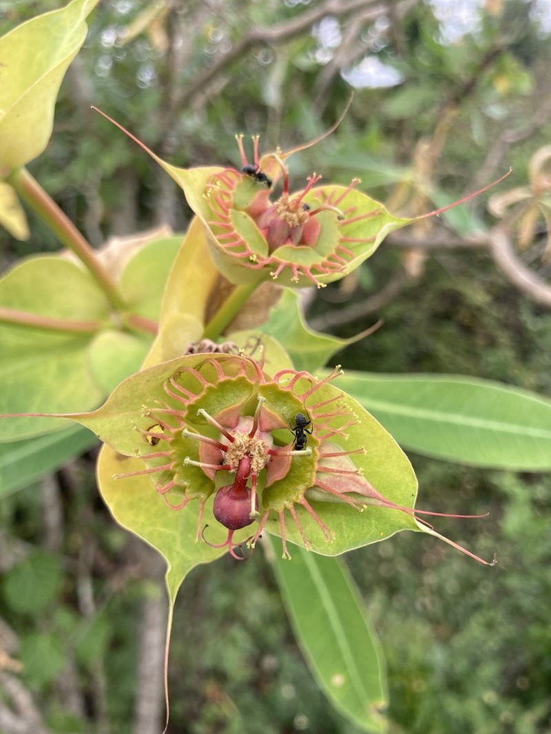 Euphorbia friesiorum photo 4