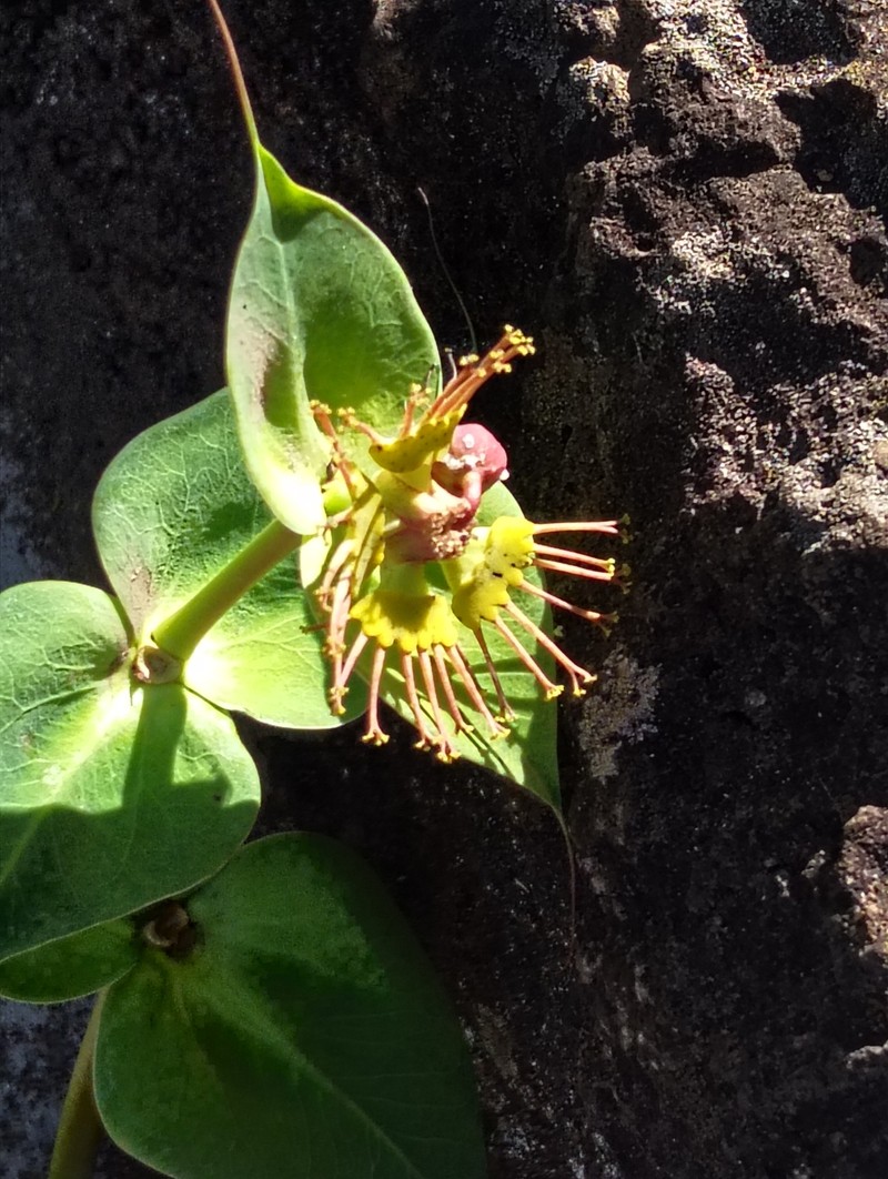 Euphorbia friesiorum photo 6