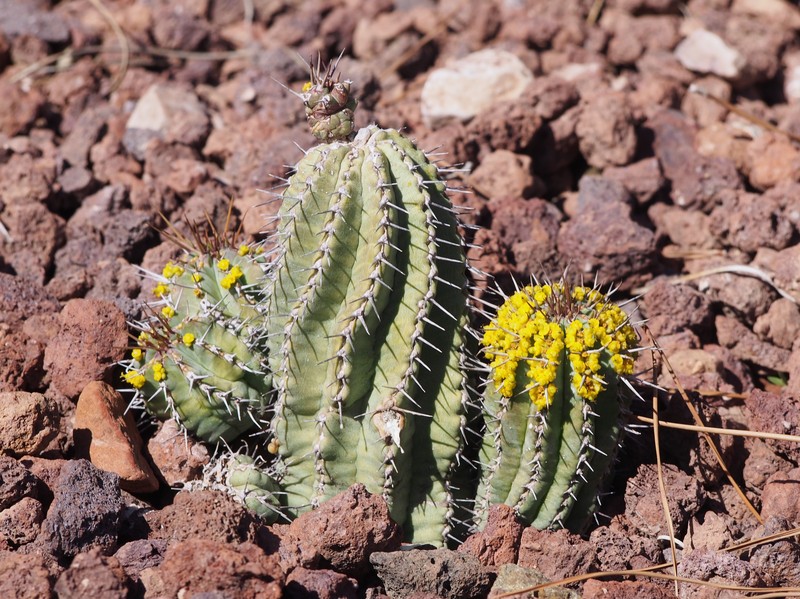 Euphorbia fruticosa