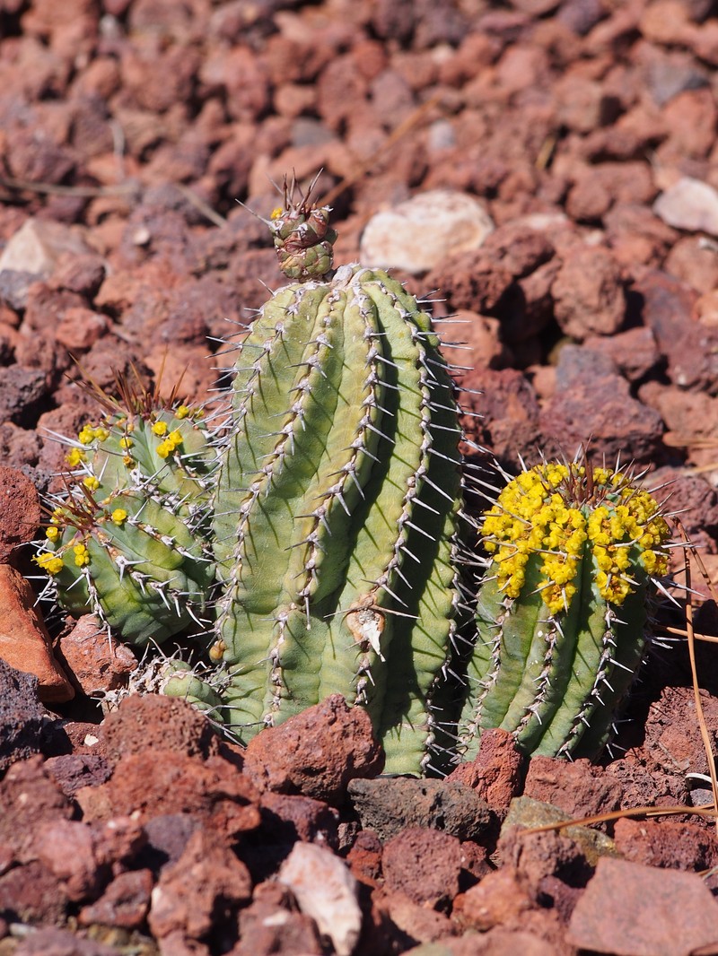 Euphorbia fruticosa photo 2