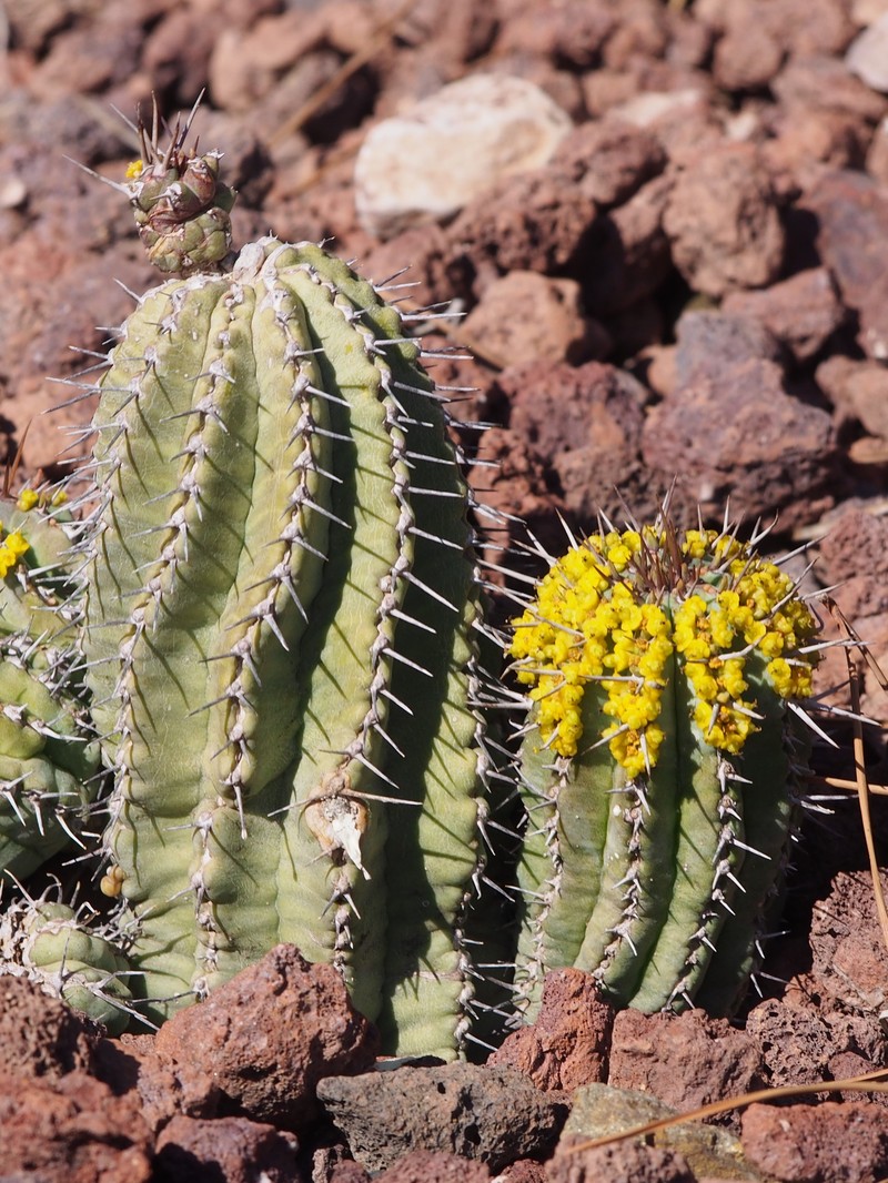 Euphorbia fruticosa photo 3