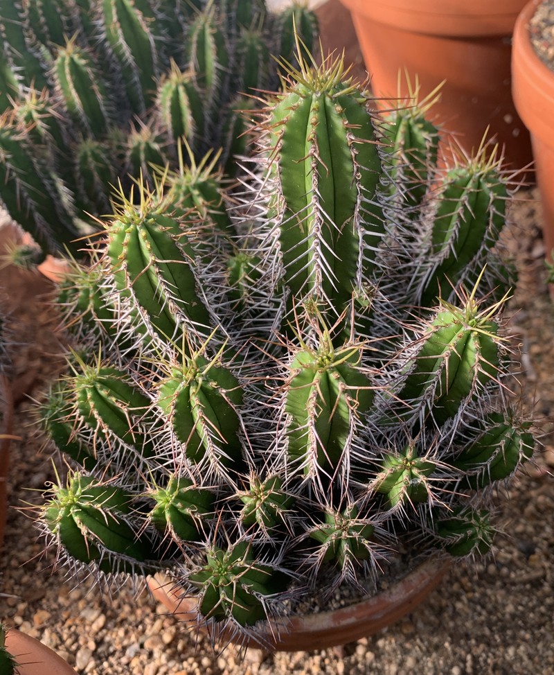 Euphorbia fruticosa photo 4