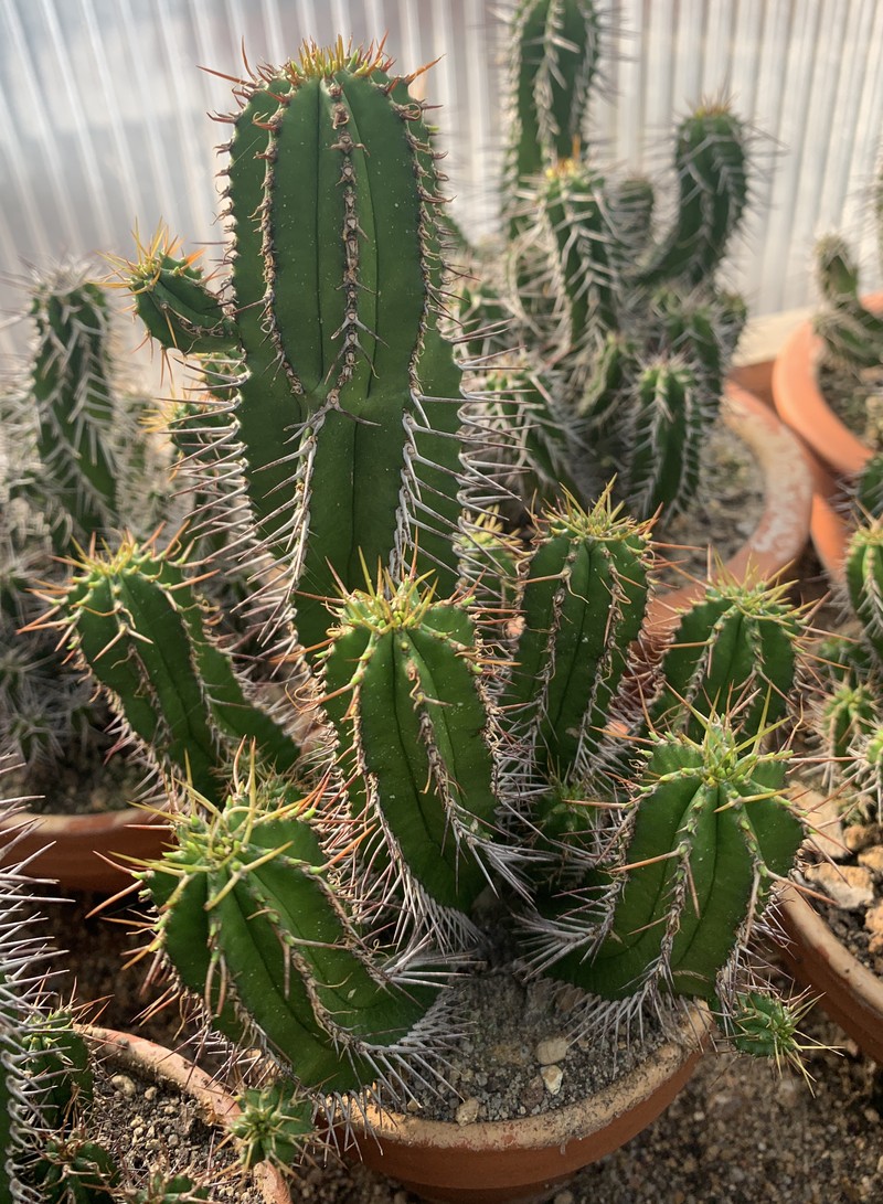 Euphorbia fruticosa photo 5