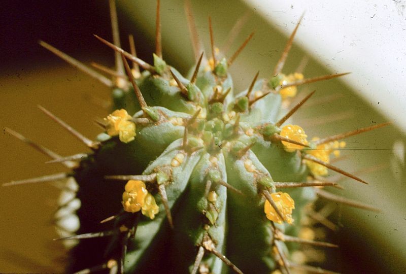 Euphorbia fruticosa photo 6