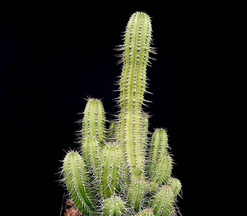 Euphorbia fruticosa photo 7