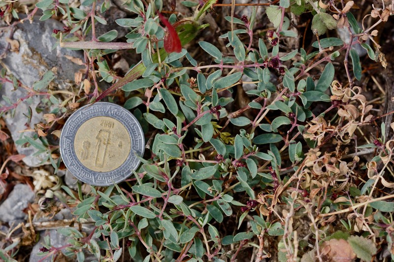 Euphorbia fruticulosa