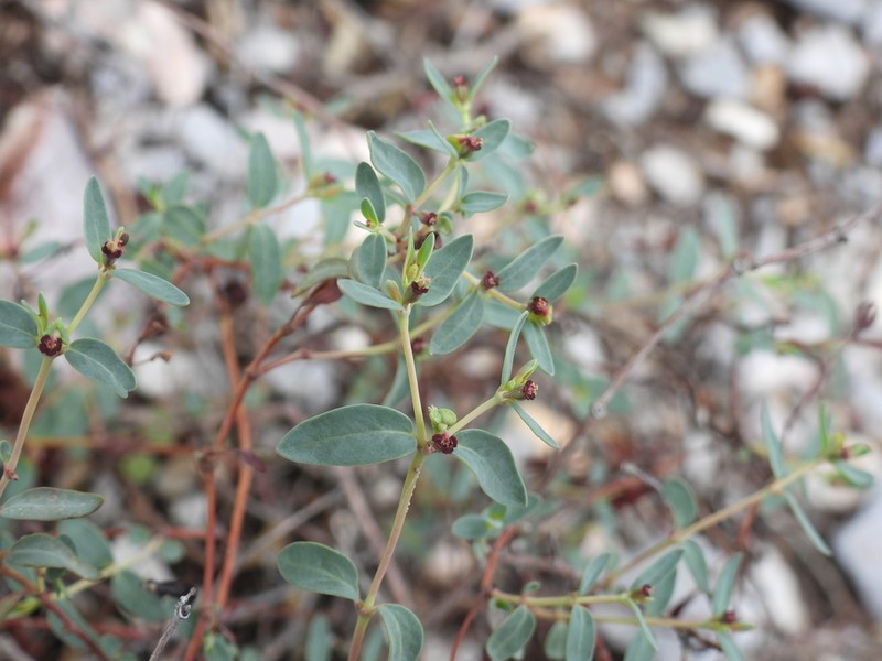 Euphorbia fruticulosa photo 2