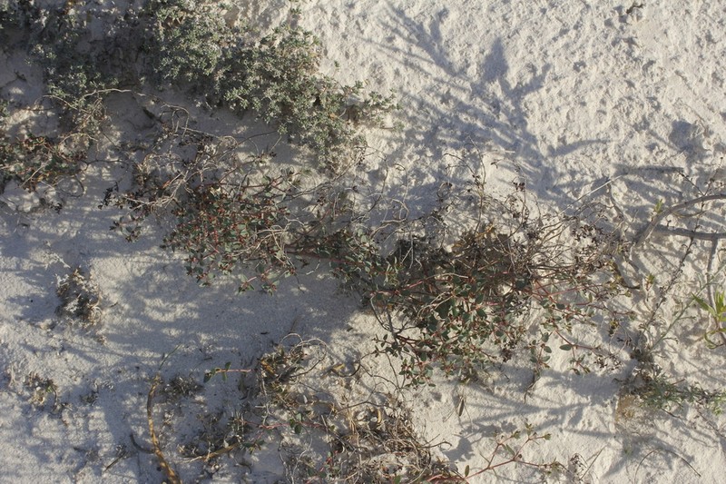 Euphorbia fruticulosa photo 3