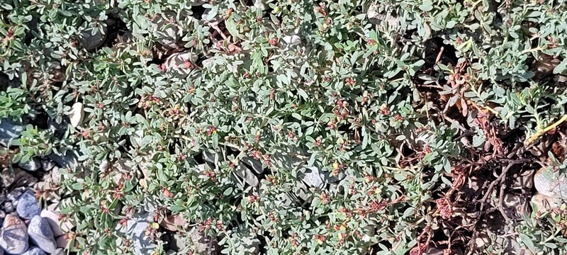 Euphorbia fruticulosa photo 4