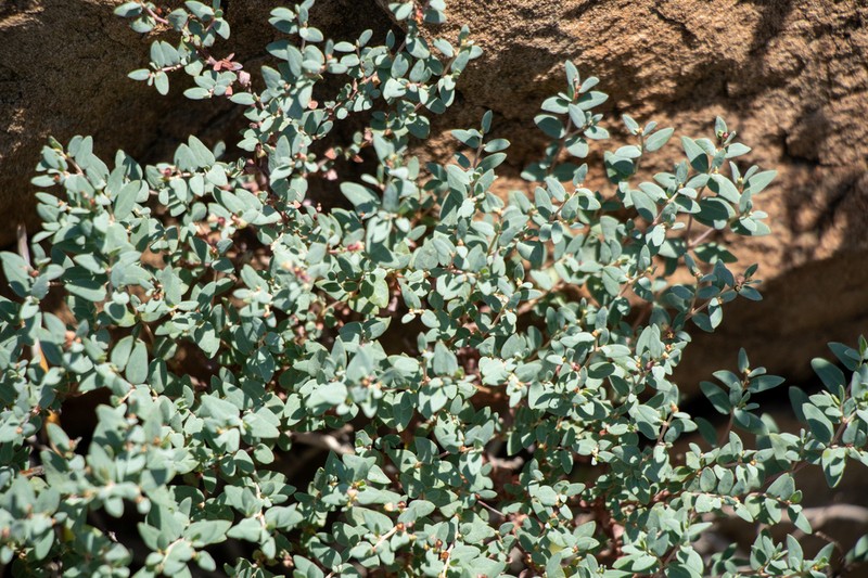 Euphorbia fruticulosa photo 5