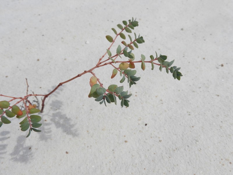 Euphorbia fruticulosa photo 6